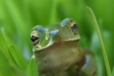 frog in grass.gif
