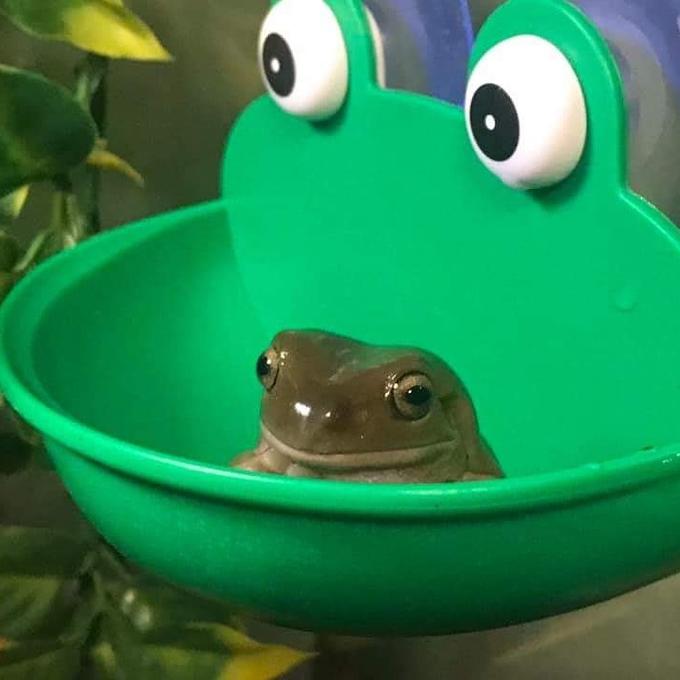 frog.jpg