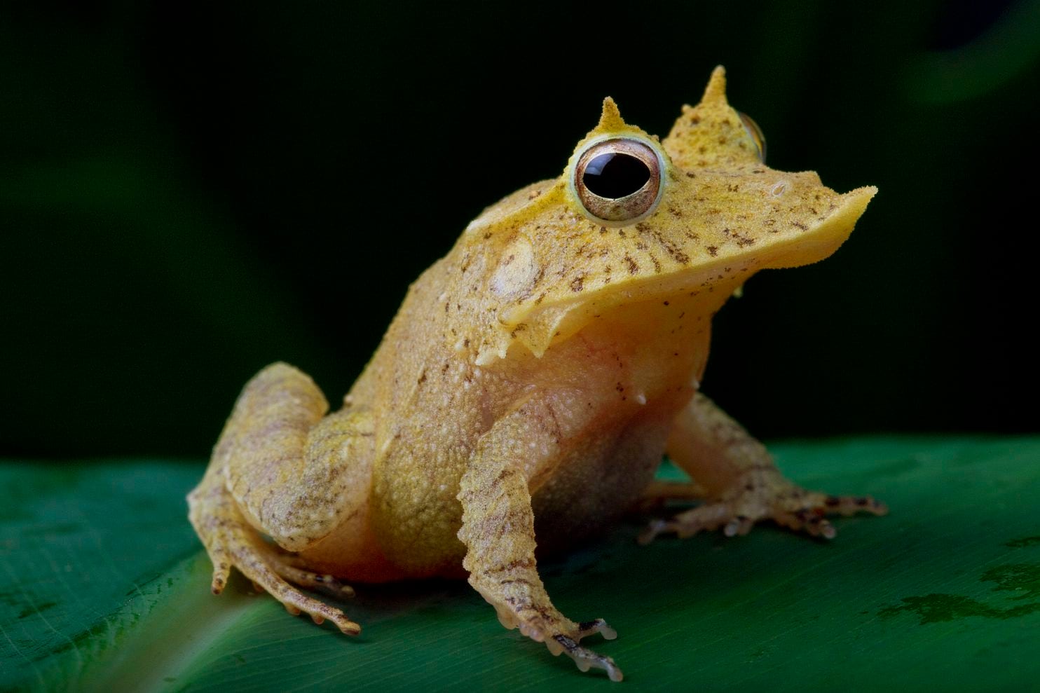 frog.jpg