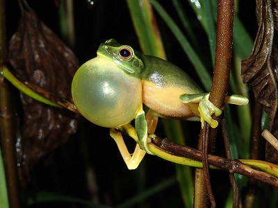 Frogtal.jpg