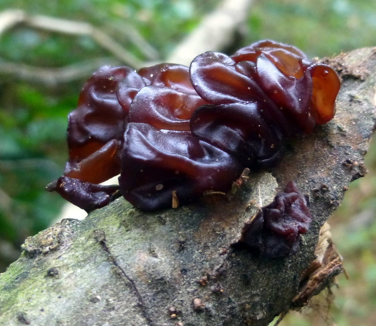 fungus.jpg
