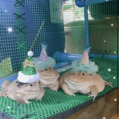 funii frog.jpg