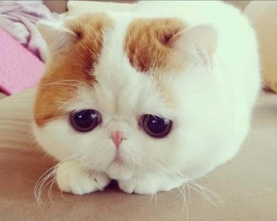 FURBABY.jpg