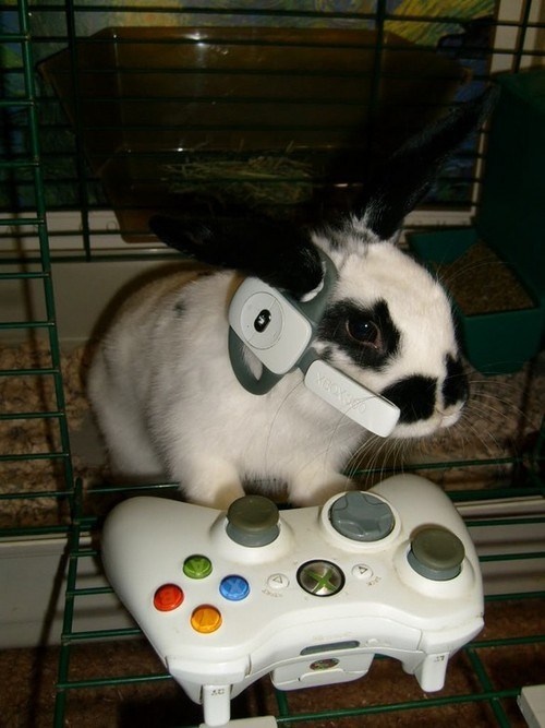 gamer rabbit.jpg