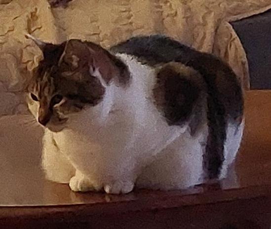 gato.png