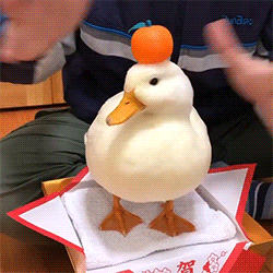 gff.gif