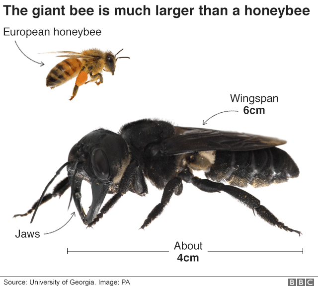 giant_bee_v2_640-nc.png