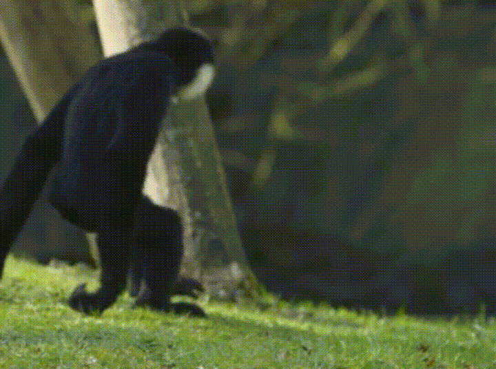 gibbon.gif