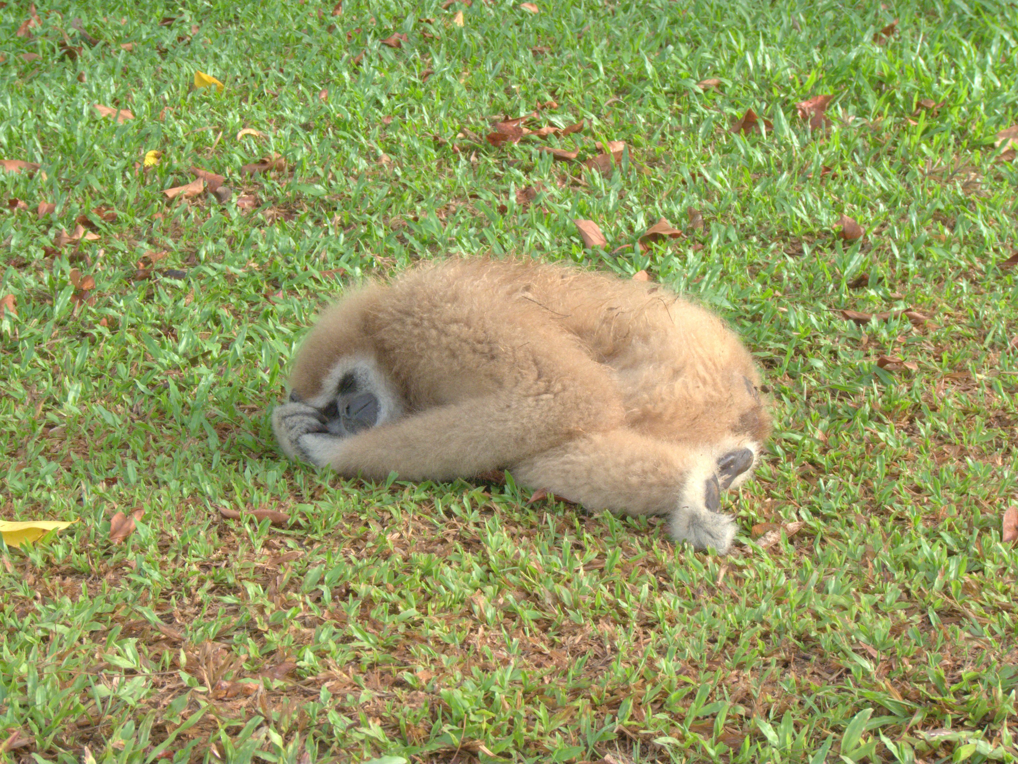 gibbon.jpg
