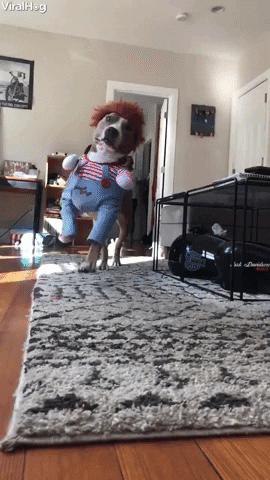 giphy (1).gif