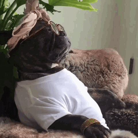 giphy (1).gif