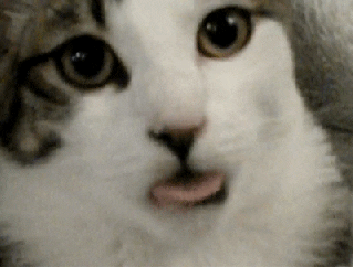 giphy (2).gif