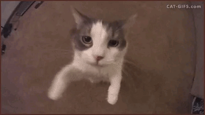 giphy (2).gif