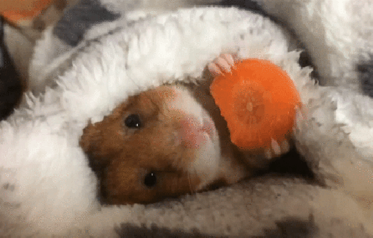 giphy-7.gif