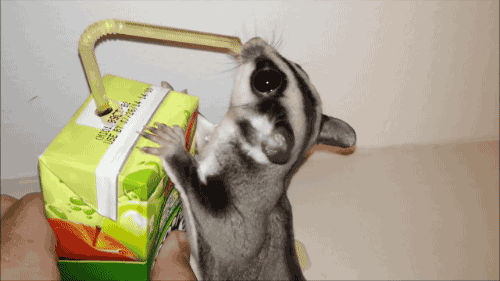 giphy.gif