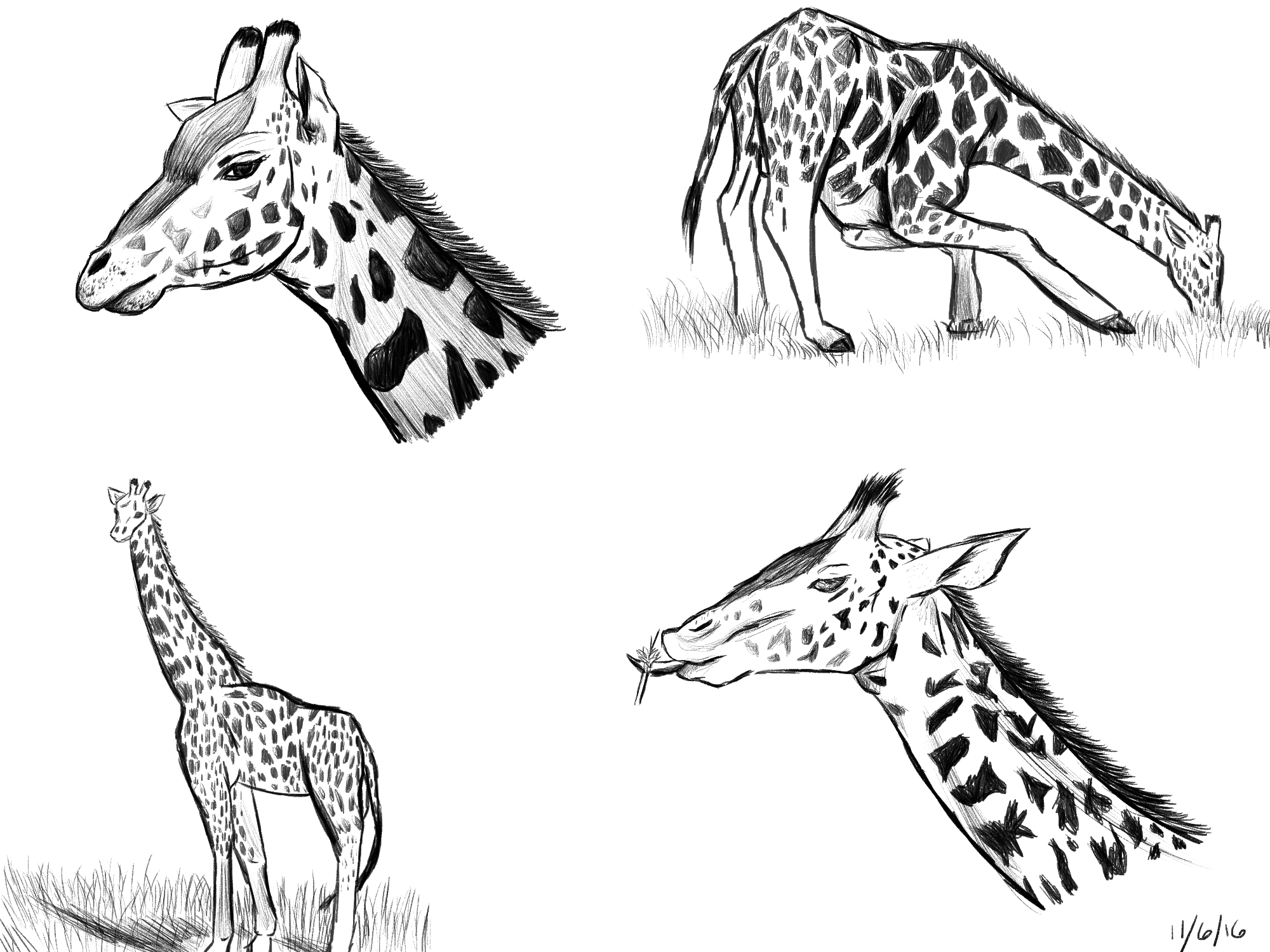 giraffe study 1 no red.png
