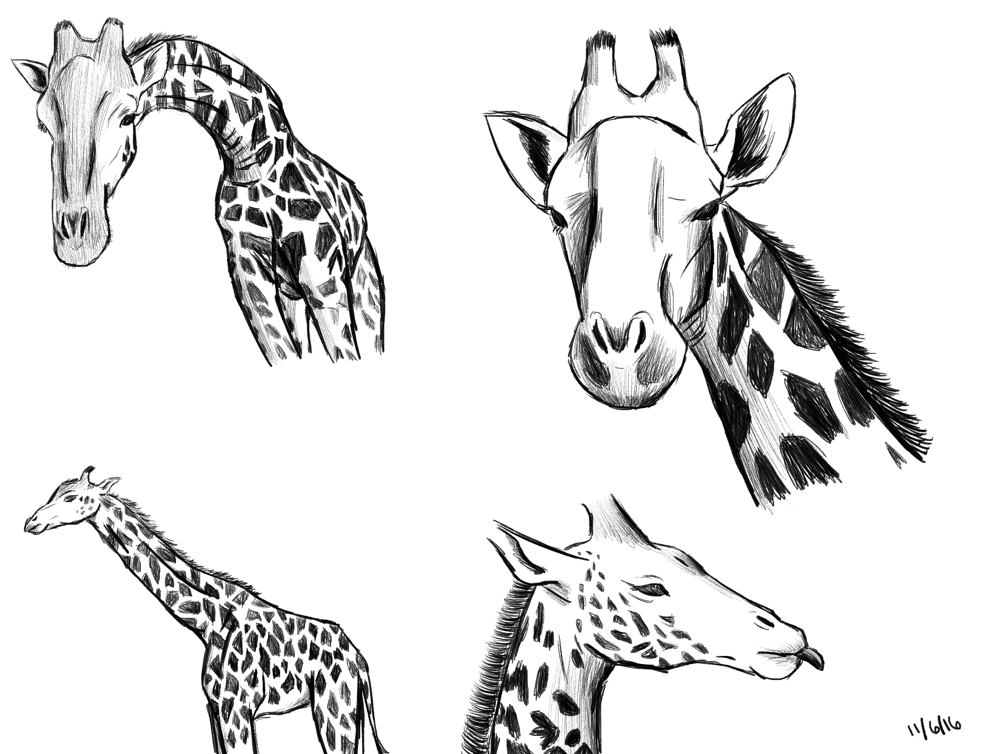 giraffe study 2 no red.png