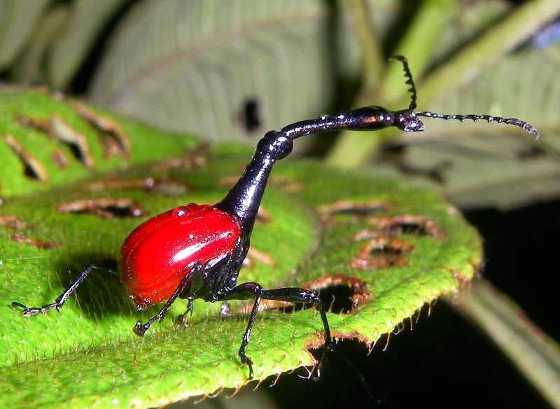 Giraffe+weevil.jpg