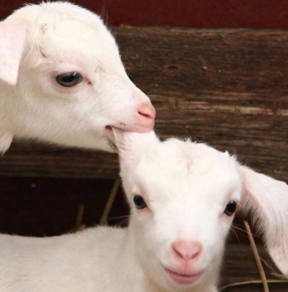 goat bite.jpg