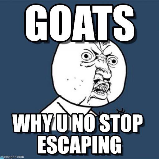 goats.jpg