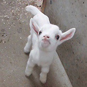 goatspooky_v6.gif