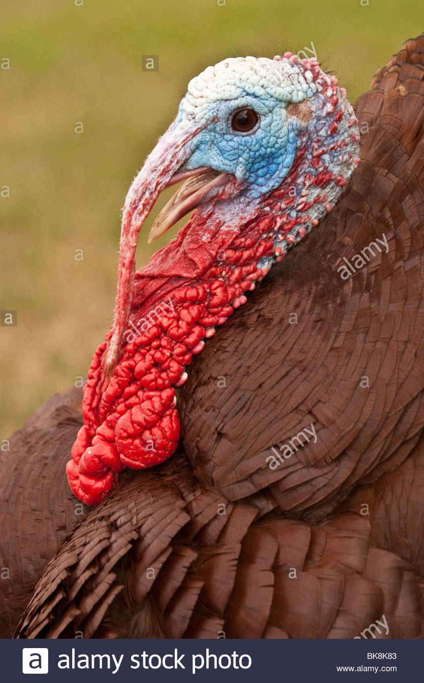 gobble.jpg