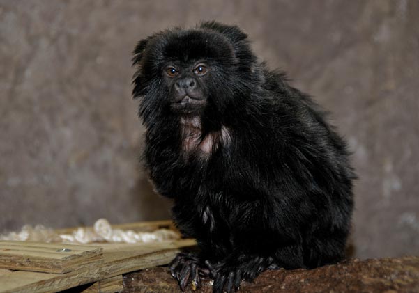 Goeldi_s-Monkey.jpg