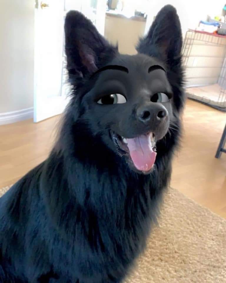 good pup.jpg