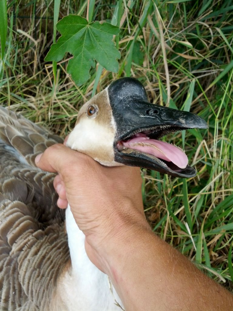 goose.jpg