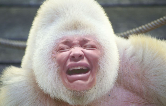 gorilla.jpg