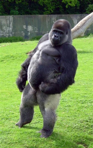 gorilla1.jpg