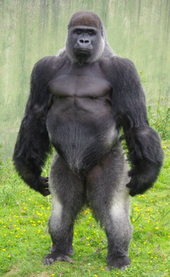 gorilla2.png