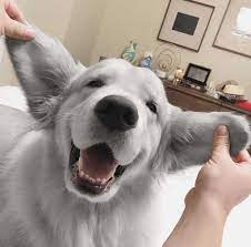 gray mutt.jpg