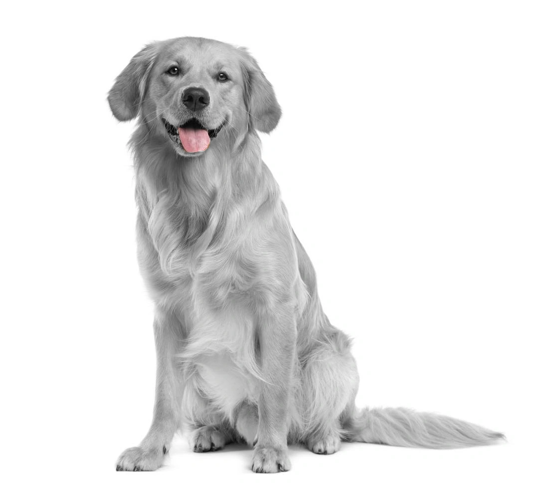 gray null.png