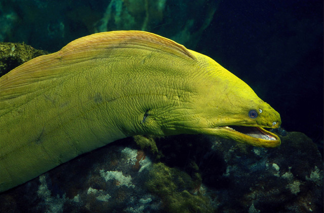 green moray eel.jpg