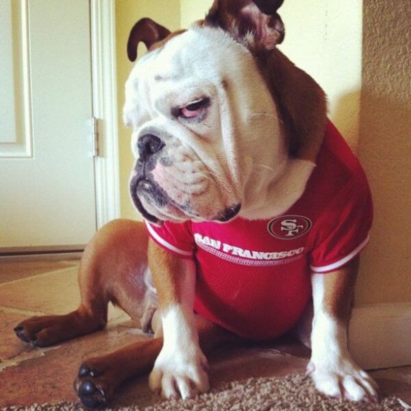 grumpy-dog-1.jpg