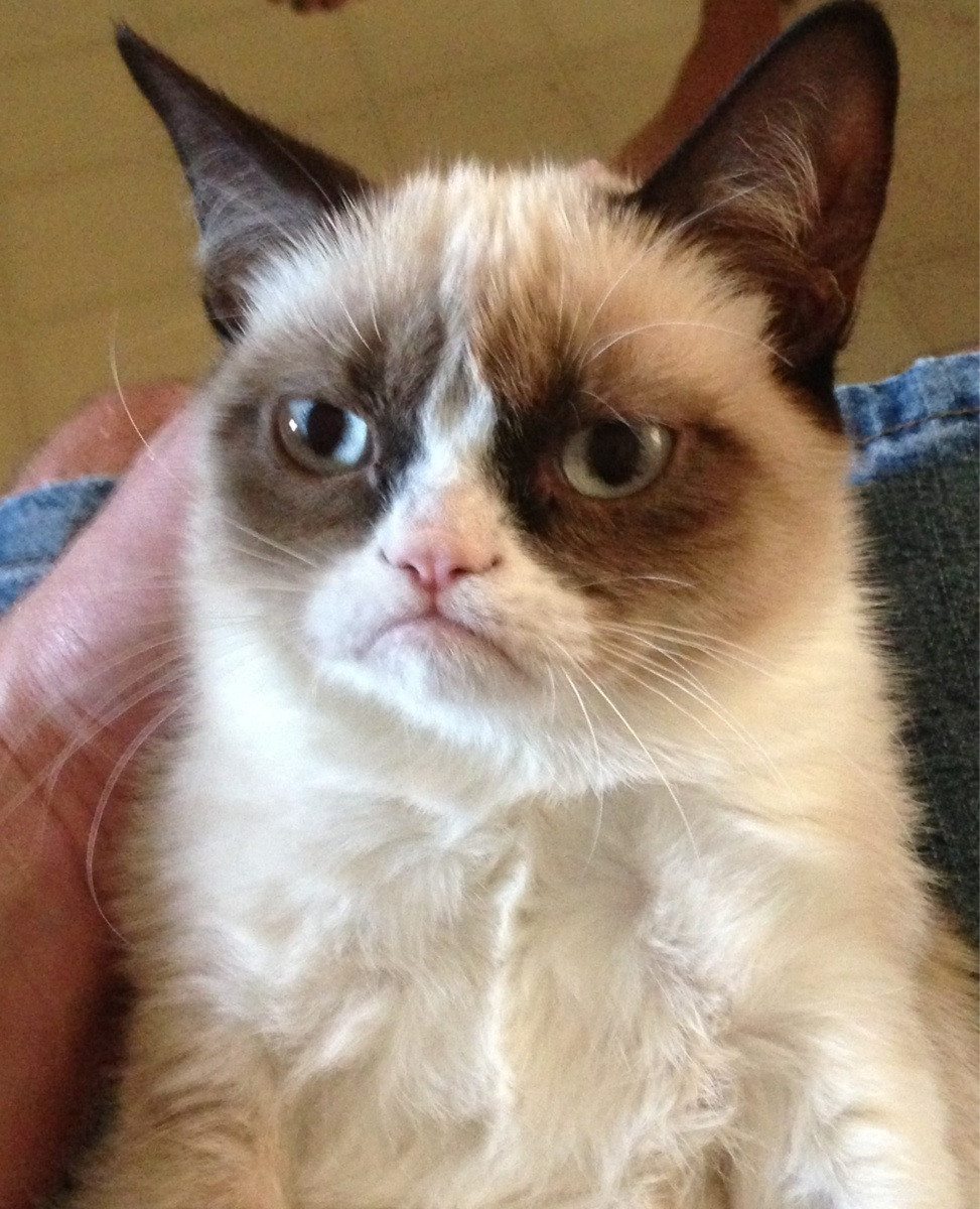 Grumpy_Cat.png