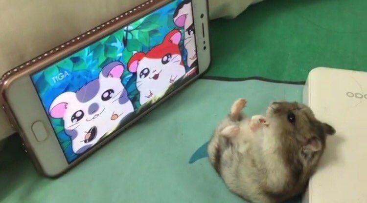 hamster.jpeg