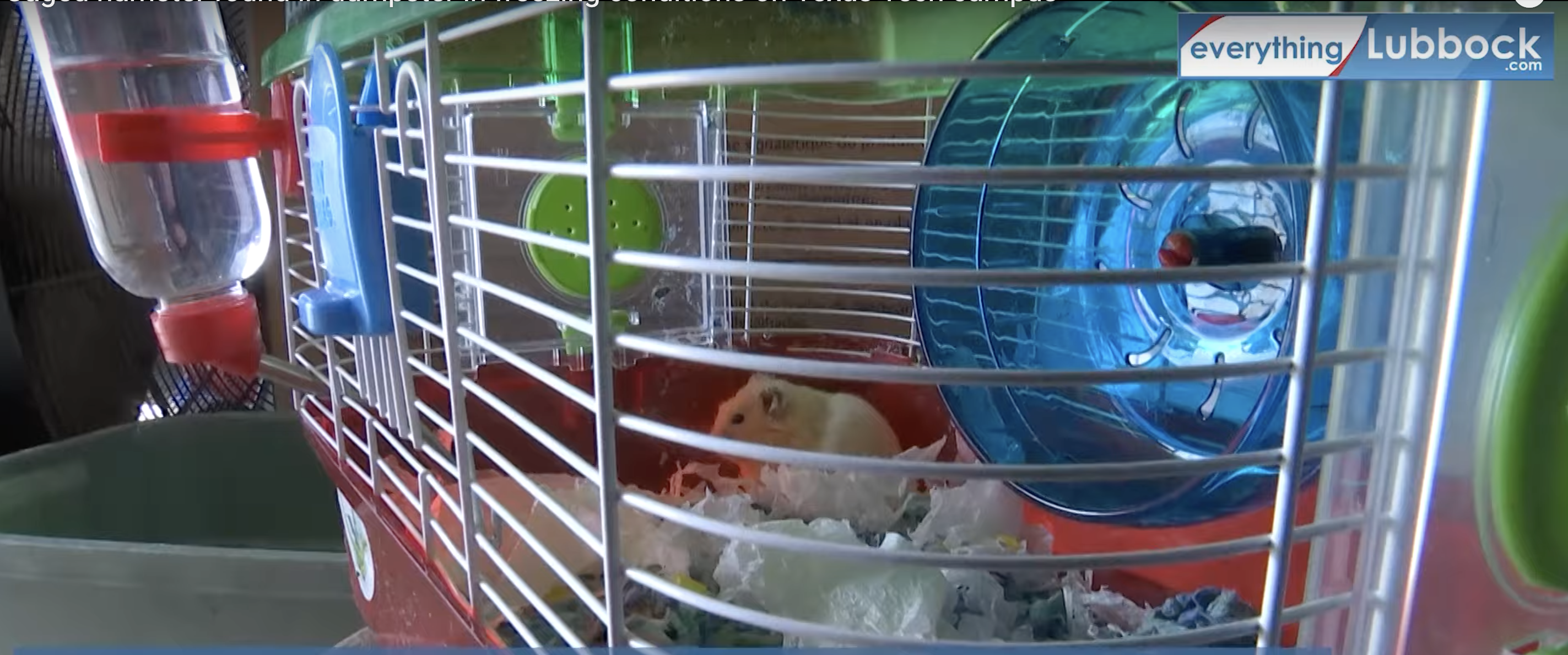 hamster.png