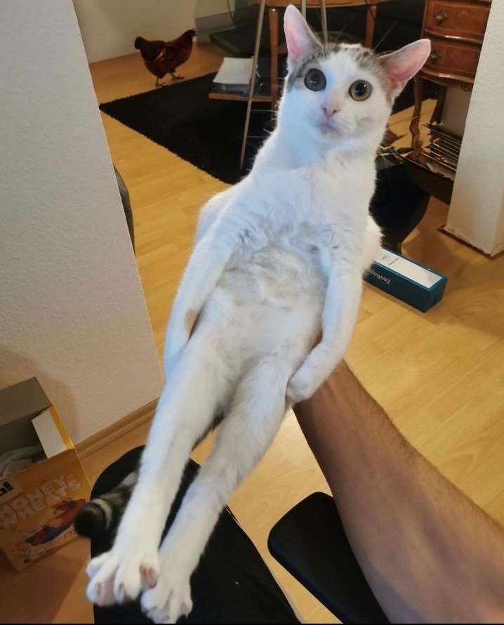 hand cat.jpg
