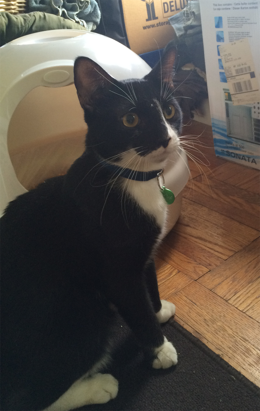 handsomeboy1.png