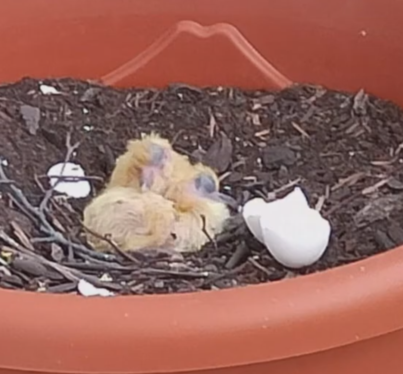 hatched.png