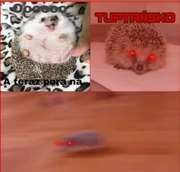 hedge.jpg