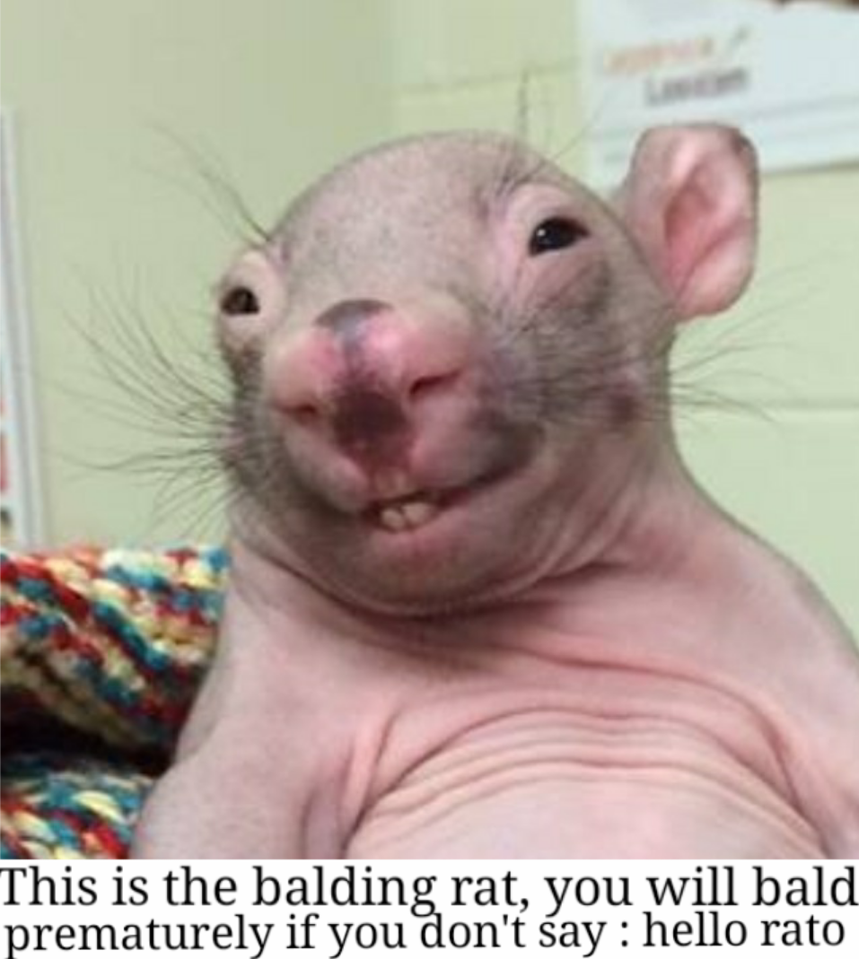 hello rato.png