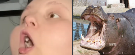 hippo.png