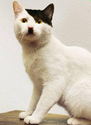 hitcat-1.PNG