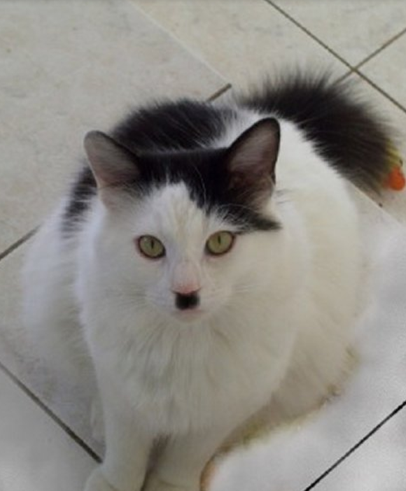 hitcat-4.PNG