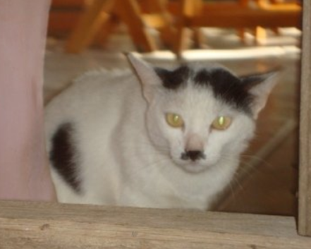 hitcat-5.PNG