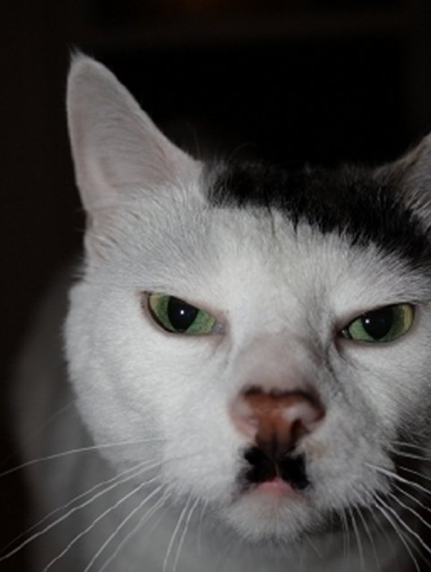 hitcat-6.PNG