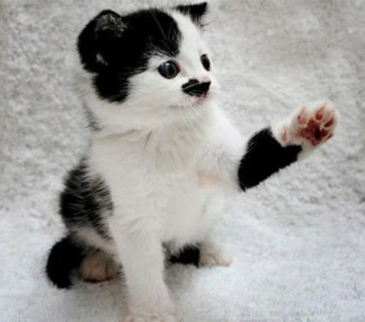 hitcat-7.PNG